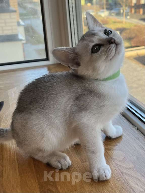 Кошки в других городах Ленинградской области: Котята бурмилла  Мальчик, 60 000 руб. - фото 2