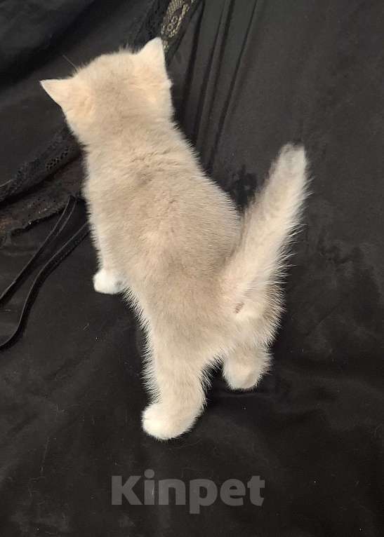 Кошки в Москве: Шотландская кошечка "голубая золотая шиншилла" Девочка, 40 000 руб. - фото 9