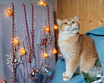 Кошки в Владивостоке: Британский котенок. Очаровательная шоколадка  Девочка, 60 000 руб. - фото 5