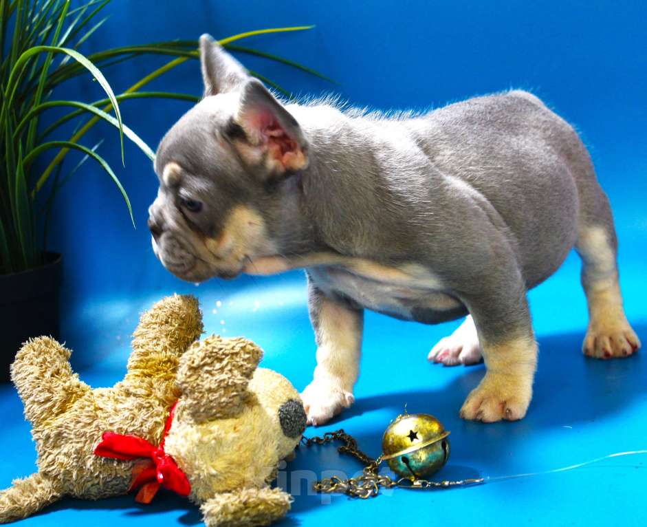 Собаки в Москве: Французский бульдог, щенок лиловая Девочка, 120 000 руб. - фото 4