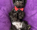 Собаки в Москве: Шоколадный йорк девочка взрослая стандарт Девочка, 50 000 руб. - фото 8