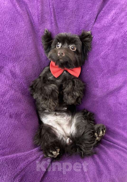 Собаки в Москве: Шоколадный йорк девочка взрослая стандарт Девочка, 50 000 руб. - фото 8