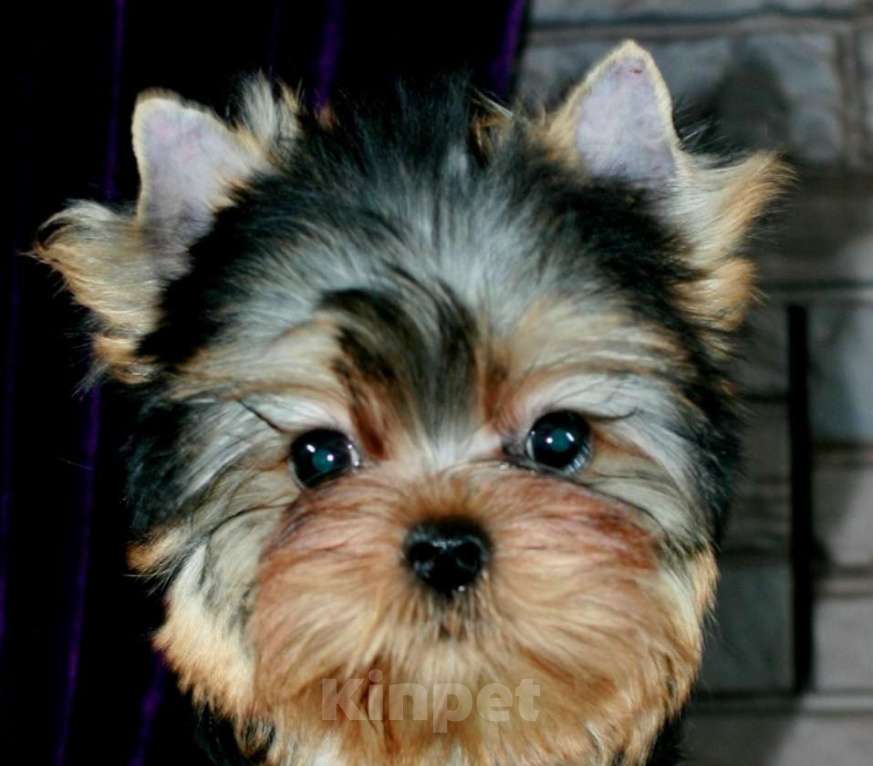 Собаки в Голицыно: Кукольная девочка Девочка, 90 000 руб. - фото 1