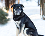 Собаки в Москве: Самый добрый пёс на свете в поисках семьи Мальчик, Бесплатно - фото 4