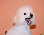 Собаки в Серпухове: Щенки серебристого и белого пуделя, 10 руб. - фото 4