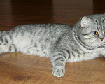 Кошки в Красноярске: Вязка с титулованным шотландским котом, 5 000 руб. - фото 2