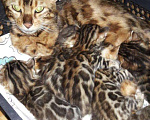 Кошки в Рыбинске: продам котенка, 15 000 руб. - фото 1
