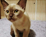 Кошки в Ливны: Шикарная Красотка Европейская Бурма, 40 000 руб. - фото 4