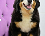 Собаки в Ейске: Бернская горная собака Девочка, 1 руб. - фото 2