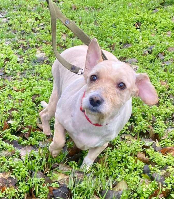 Собаки в Ростове-на-Дону: Филя тебя очень ждет! Мальчик, Бесплатно - фото 3