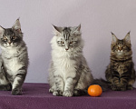 Кошки в Видном: Котята мейн-куны - Чудо с кисточками! Разнополые, 50 000 руб. - фото 1