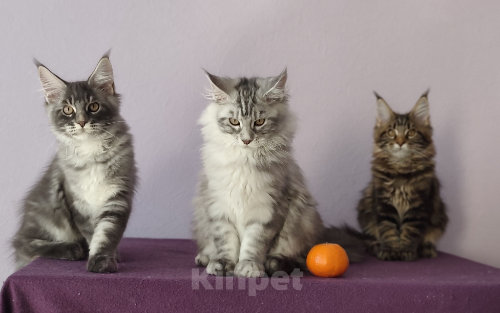 Кошки в Видном: Котята мейн-куны - Чудо с кисточками! Разнополые, 50 000 руб. - фото 1