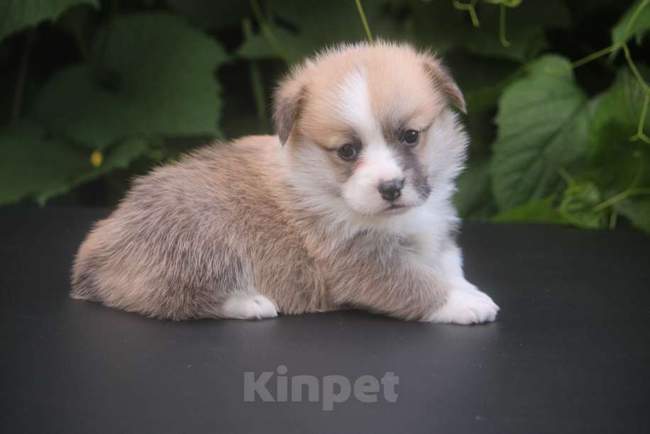 Собаки в других городах Московской области: Гуль-Дара Жасмина Девочка, Бесплатно - фото 5