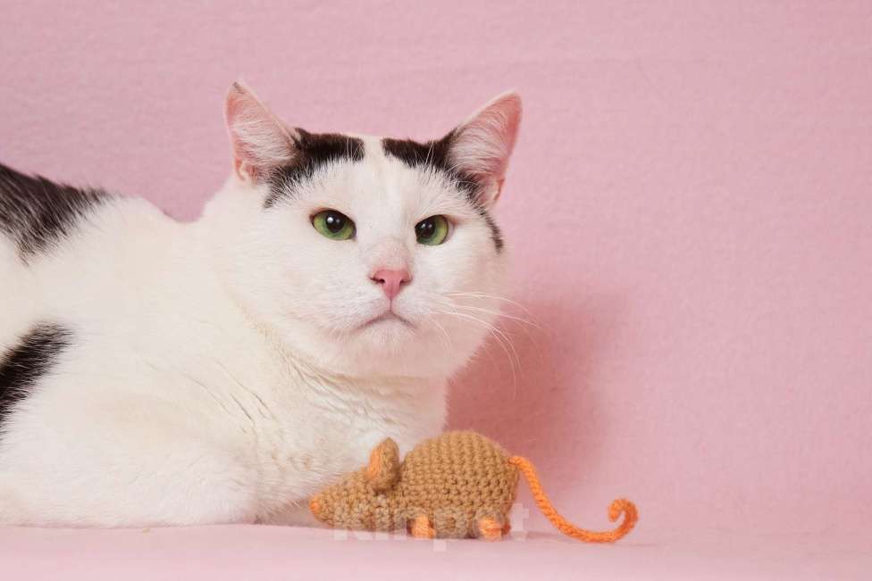 Кошки в Москве: Саввушка — будущая звезда интернета и вашей семьи! Мальчик, 888 руб. - фото 8