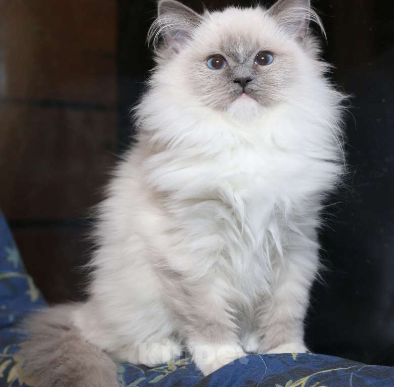 Кошки в Санкт-Петербурге: Рэгдолл котёнок Девочка, 50 000 руб. - фото 5