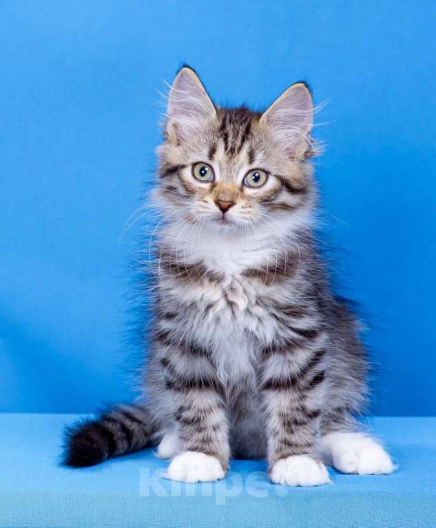 Кошки в Москве: Мальчик Ямал Мальчик, 50 000 руб. - фото 1