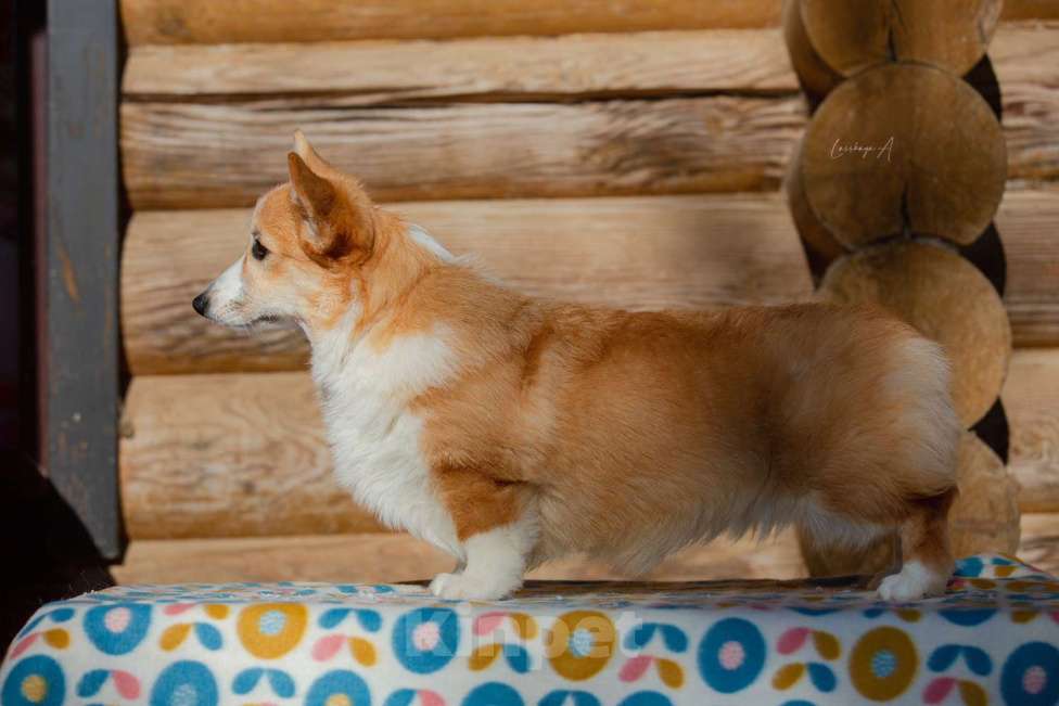 Собаки в Москве: Альмаре Феа Баркарола Девочка, 60 000 руб. - фото 2