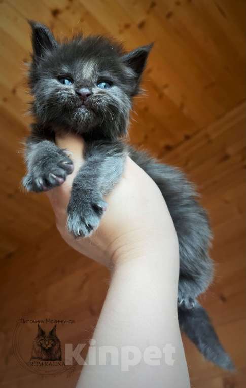 Кошки в Санкт-Петербурге: Котик голубой солид Мальчик, 65 000 руб. - фото 1