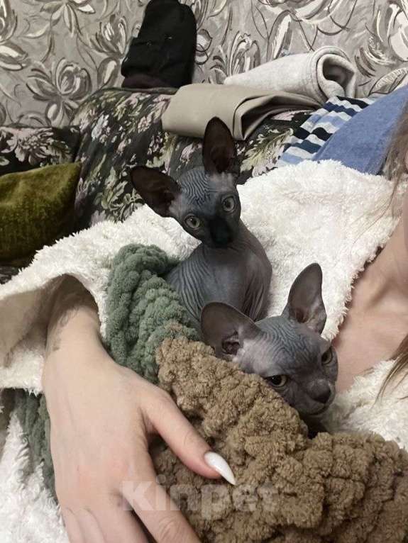 Кошки в других городах Московской области: Продам кошечку Девочка, 20 000 руб. - фото 3