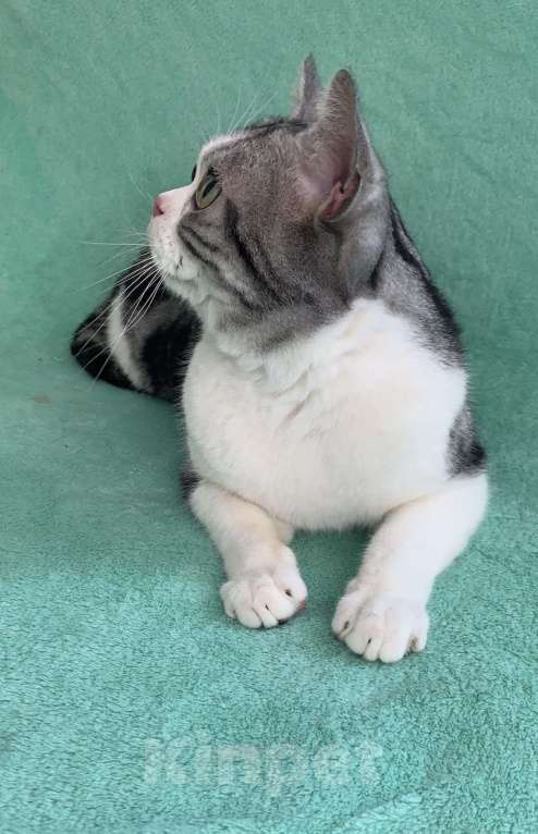 Кошки в Москве: Взрослый Американский короткошерстный кот Мальчик, Бесплатно - фото 3