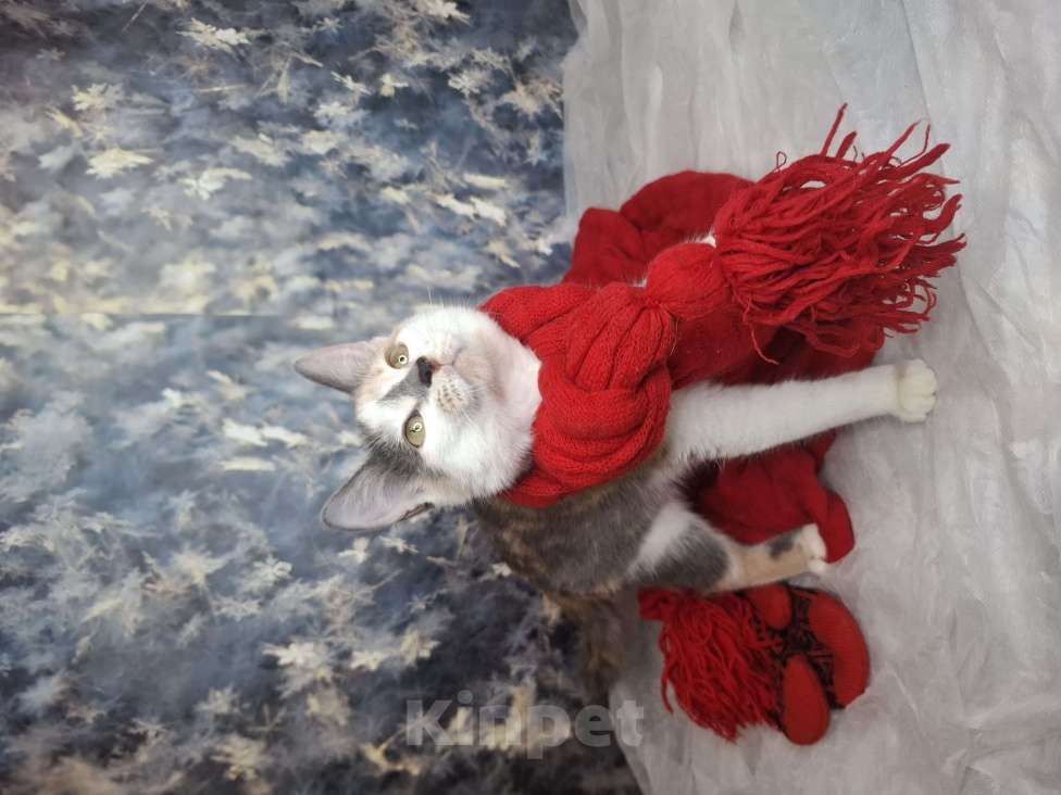 Кошки в Москве: Голубокремовый котёнок в добрые руки  Девочка, Бесплатно - фото 8