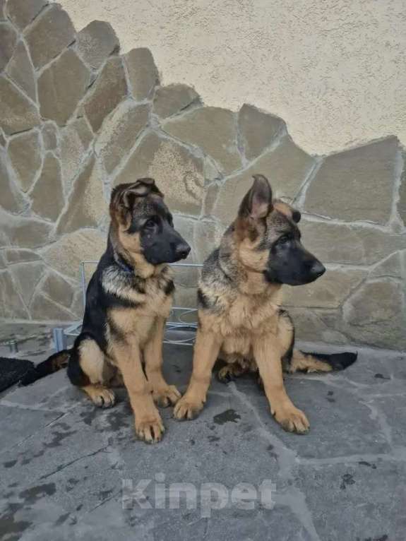Собаки в Шахте: Немецкие овчарки Мальчик, 65 000 руб. - фото 1