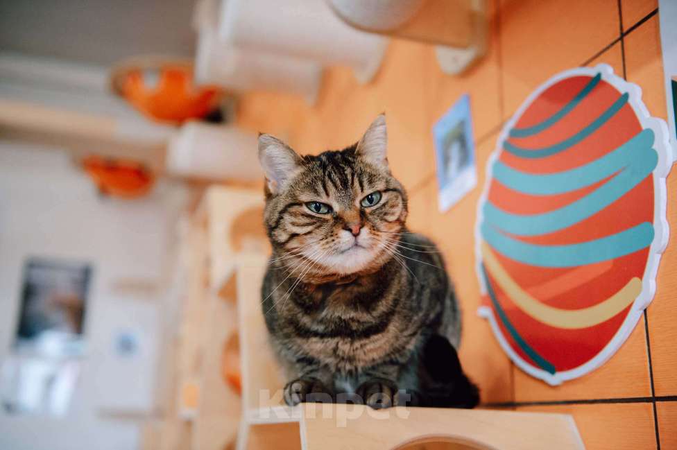 Кошки в других городах Московской области: Маришка в поисках дома Девочка, Бесплатно - фото 6