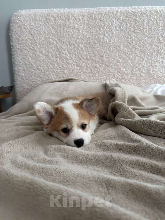 Собаки в Москве: Щенки Вельш корги пемброк Разнополые, 100 000 руб. - фото 6