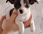 Собаки в Санкт-Петербурге: Чихуахуа Девочка, 25 000 руб. - фото 3