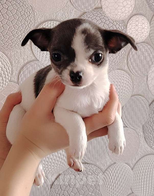 Собаки в Санкт-Петербурге: Чихуахуа Девочка, 25 000 руб. - фото 3