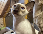 Кошки в Перми: Продам сиамского котёнка  Мальчик, 40 000 руб. - фото 3