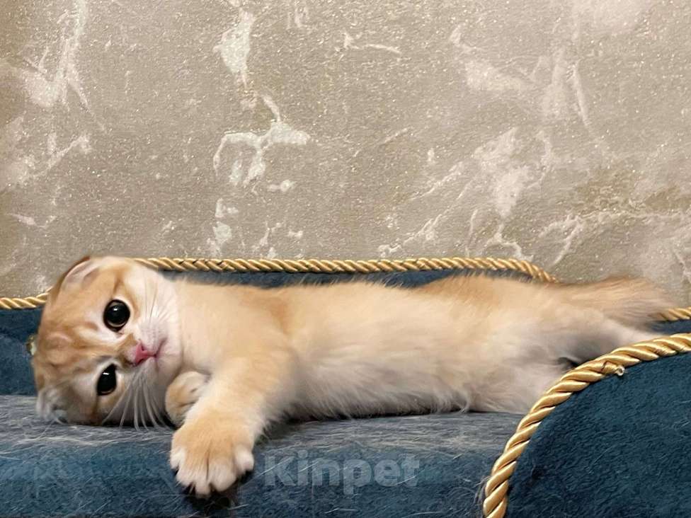 Кошки в Москве: Ирвин Мальчик, 40 000 руб. - фото 3