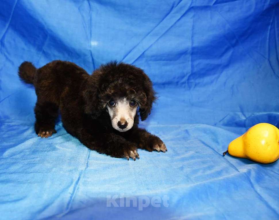 Собаки в Долгопрудном: Щенок  пуделя мальчик серебристый Джентли Борн Рондо  Мальчик, 120 000 руб. - фото 1