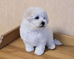 Собаки в Лыткарино: Щенок Бишон Фризе мальчик, Документы РКФ Мальчик, Бесплатно - фото 3
