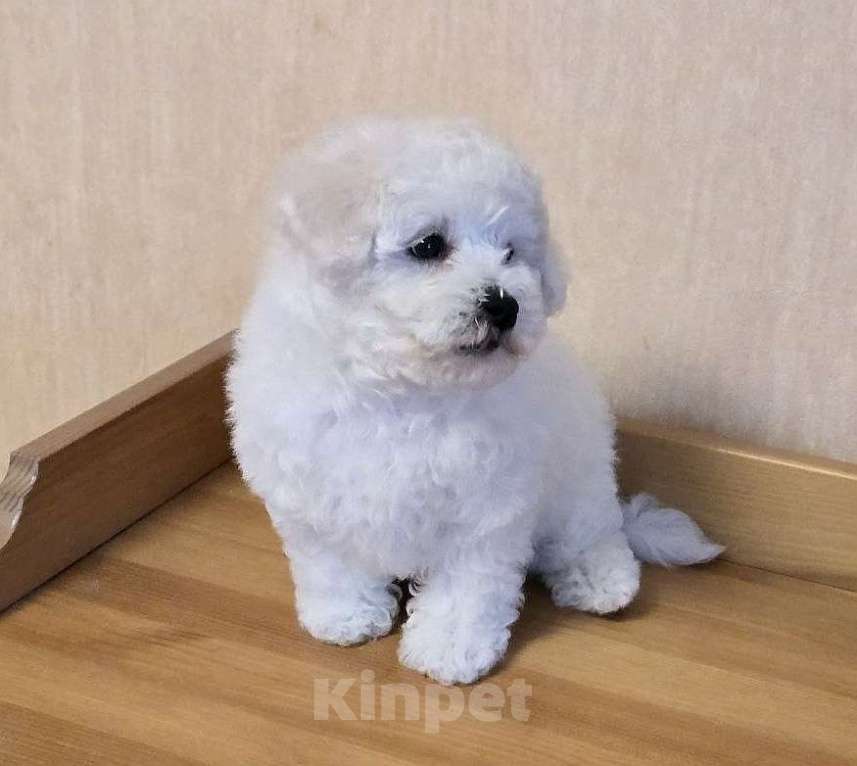 Собаки в Лыткарино: Щенок Бишон Фризе мальчик, Документы РКФ Мальчик, Бесплатно - фото 3