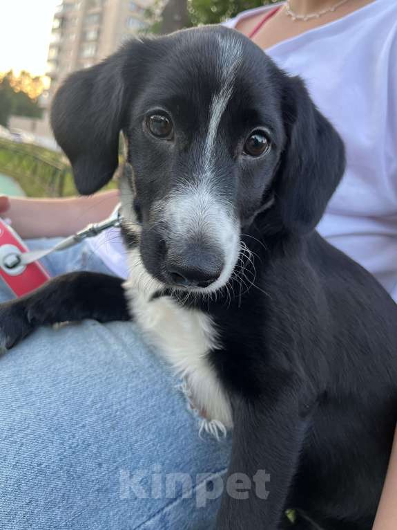 Собаки в Санкт-Петербурге: Ищу Юки новый дом Девочка, Бесплатно - фото 3