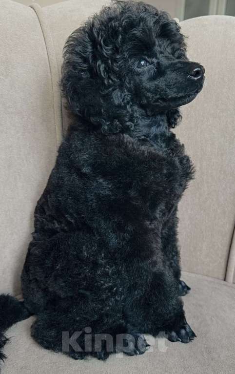 Собаки в Люберцах: Продается щенок той пуделя Мальчик, 10 руб. - фото 7