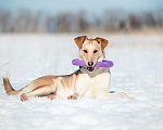 Собаки в Москве: Солнечная и позитивная 9 мес собака Герда ищет семью! Девочка, Бесплатно - фото 4