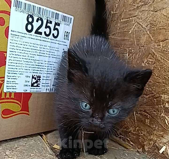 Кошки в Темрюке: Мальчики Мальчик, Бесплатно - фото 2