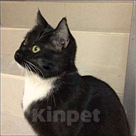 Кошки в Москве: Черный котик шикарный Чарли 7 мес Мальчик, 10 руб. - фото 4