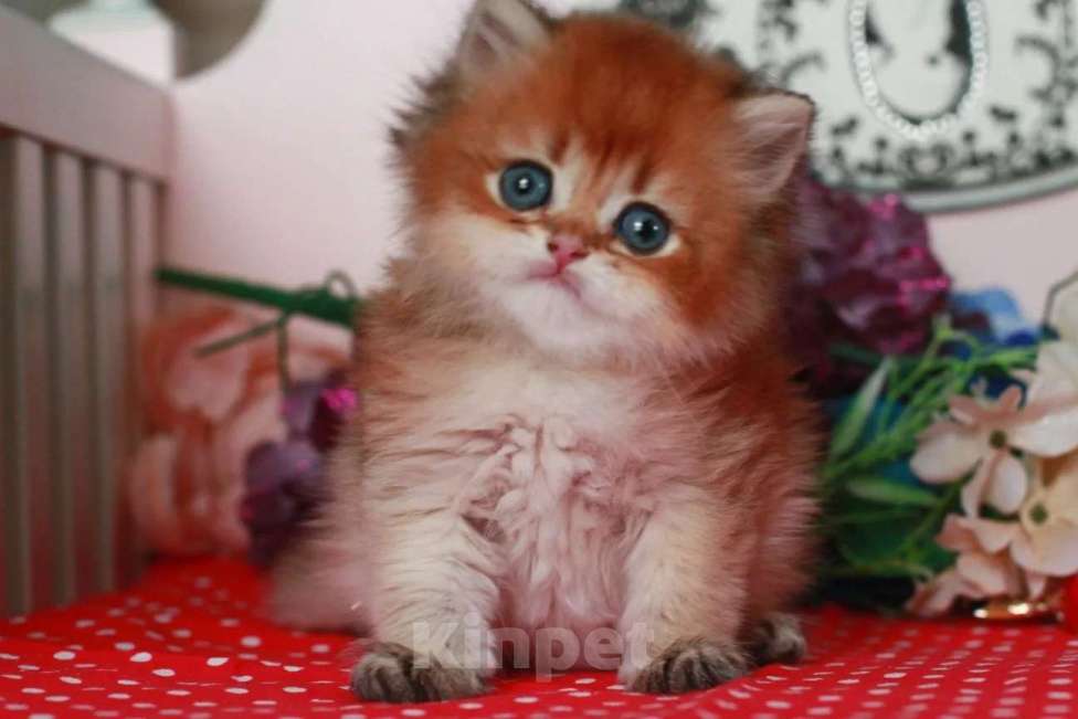 Кошки в Москве: Золотой котик с документами  Мальчик, 25 000 руб. - фото 8