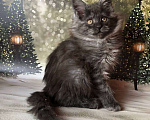 Кошки в Санкт-Петербурге: Кошечка мейн кун чёрная дымная Девочка, 35 000 руб. - фото 3