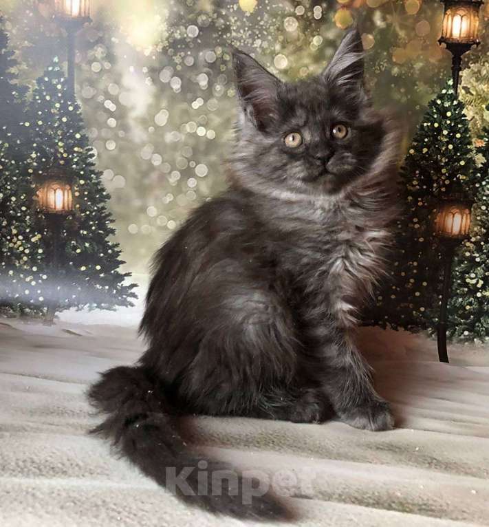 Кошки в Санкт-Петербурге: Кошечка мейн кун чёрная дымная Девочка, 35 000 руб. - фото 3
