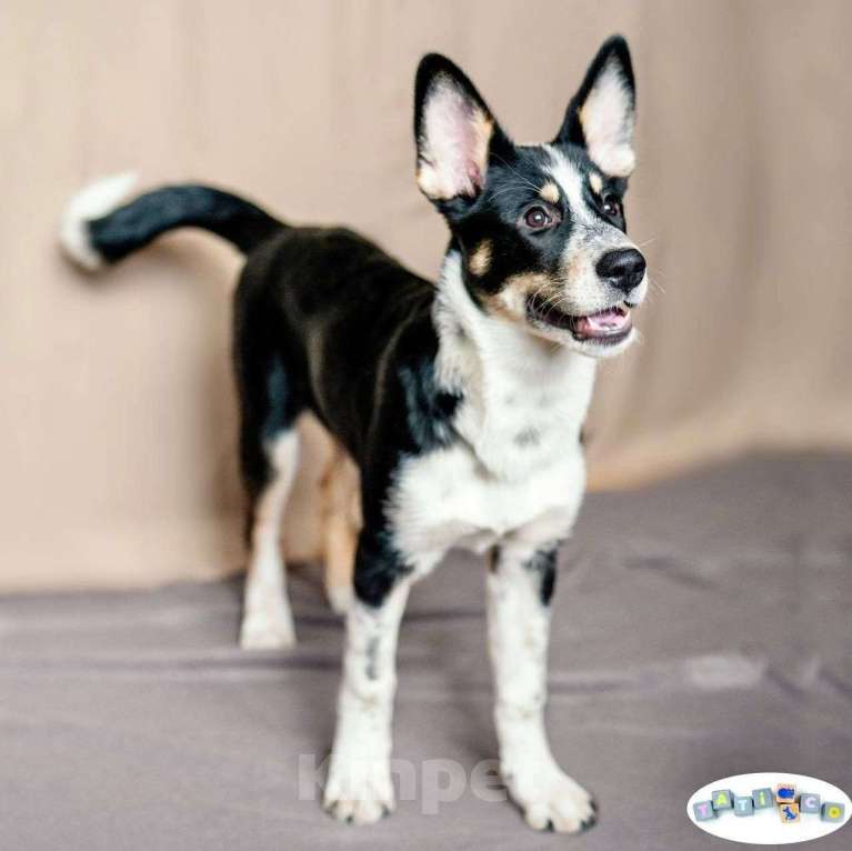 Собаки в Москве: Щенок акиты в добрые руки  Девочка, Бесплатно - фото 2