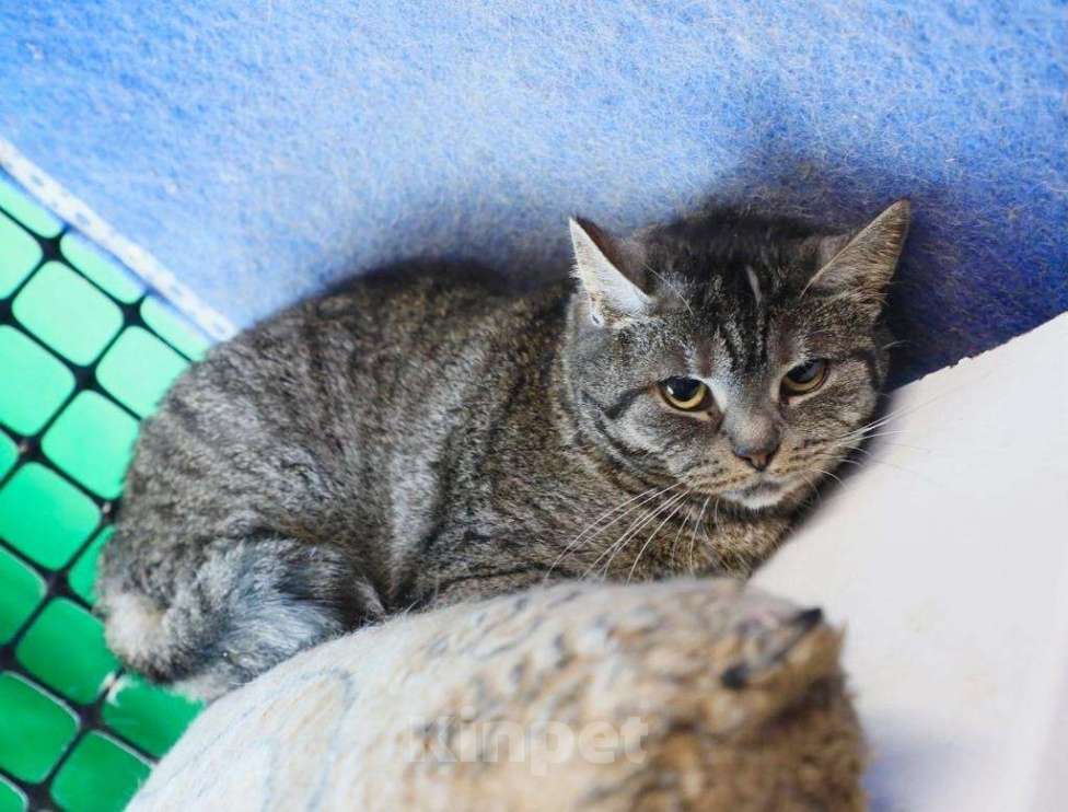 Кошки в Москве: Миледи - британская кошечка серебристого окраса в дар Девочка, Бесплатно - фото 2