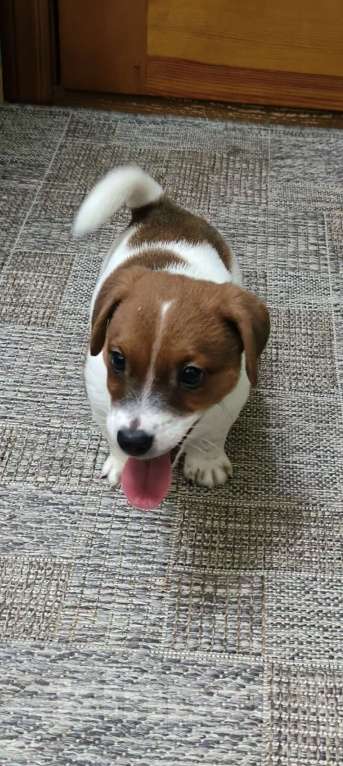 Собаки в Липецке: Щенки джек-рассел-терьер Мальчик, Бесплатно - фото 2