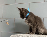Кошки в других городах Московской области: котик мейн кун голубых кровей в голубой шубке из питомника Мальчик, 50 000 руб. - фото 6