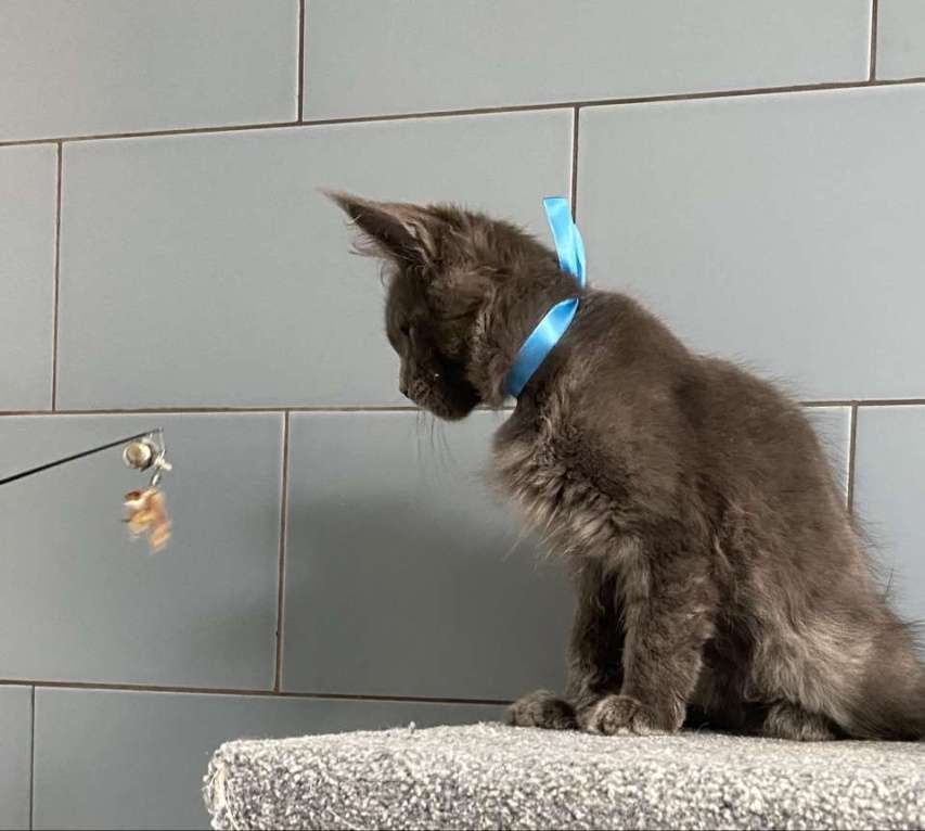 Кошки в других городах Московской области: котик мейн кун голубых кровей в голубой шубке из питомника Мальчик, 50 000 руб. - фото 6