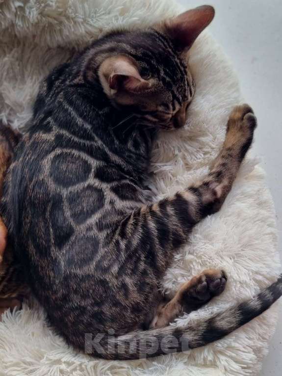 Кошки в Кемерово: Бенгальские котята с документами Мальчик, 50 000 руб. - фото 7