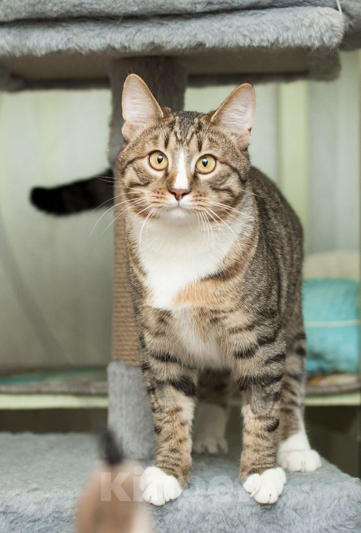 Кошки в Москве: Котенок Харитон. Мальчик, Бесплатно - фото 2